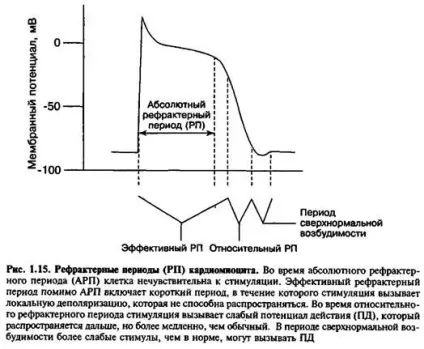 рефрактерні періоди