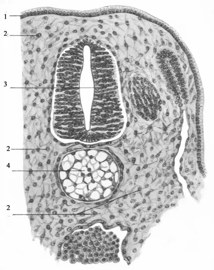 Ретикулінові волокна - епітеліальні тканини (волокна) Ретикулінові волокна - епітеліальні тканини