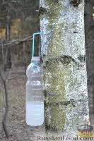 Рецепт квас з березового соку на (приготування) Рецепт квас з березового соку на