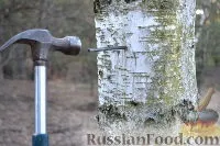 Рецепт квас з березового соку на (квас) Рецепт квас з березового соку на