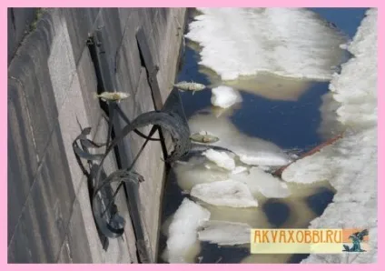 Рибка колючка! Колюшка риба колючий)), аква! І інші хобі)) (риба) Рибка колючка! Колюшка риба колючий)), аква! І інші хобі))