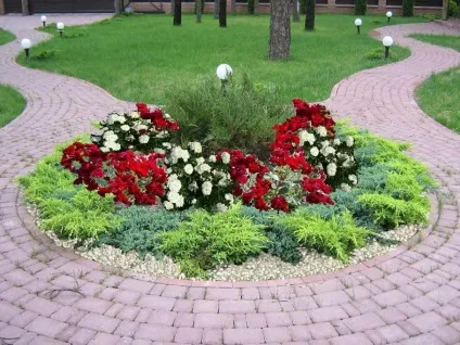 Троянди і хвойники в ландшафтному дизайні фото, правила поєднання (ландшафтному) Троянди і хвойники в ландшафтному дизайні фото, правила поєднання