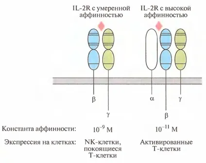 Рецептори цитокінів в імунології (антиген) Рецептори цитокінів в імунології