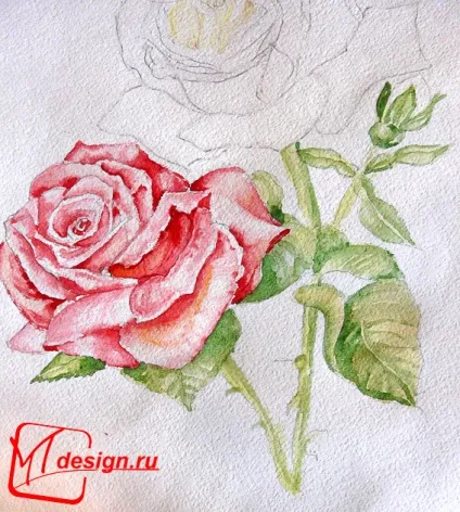 Троянди аквареллю, mtdesign