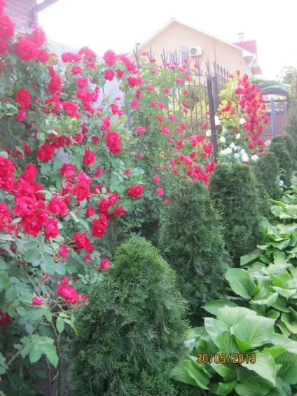 Троянди і хвойники в ландшафтному дизайні фото, правила поєднання (троянди і хвойники в ландшафтному дизайні фото) Троянди і хвойники в ландшафтному дизайні фото, правила поєднання