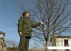 Літня обрізка садових дерев - садівникам і городникам (обрізка) Літня обрізка садових дерев - садівникам і городникам