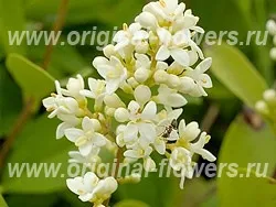 Лігуструм - ligustrum догляд, фото, хвороби, опис (взимку помірний пересушування) Лігуструм - ligustrum догляд, фото, хвороби, опис