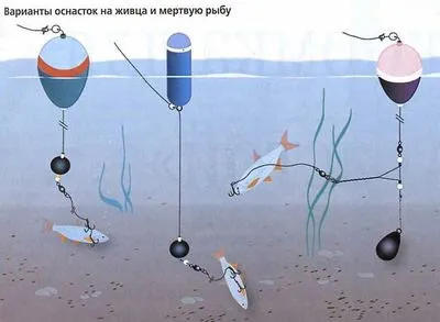 Ловля щуки на живця що потрібно знати (щуки) Ловля щуки на живця що потрібно знати