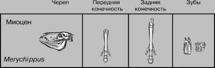 Кінь домашня - це