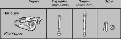 Кінь домашня - це