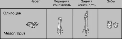 Кінь домашня - це