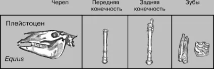 Кінь домашня - це
