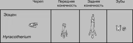 Кінь домашня - це
