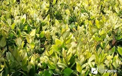 Лігуструм (бирючина) догляд в домашніх умовах (бирючина) Лігуструм (бирючина) догляд в домашніх умовах