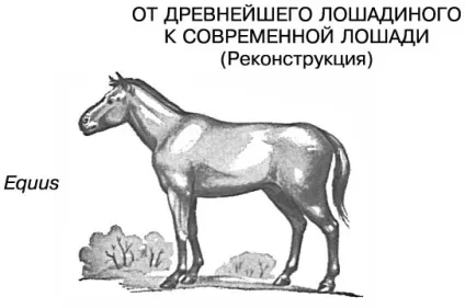 Кінь домашня - це