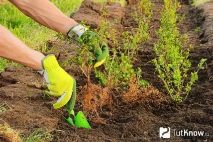 Лігуструм (бирючина) догляд в домашніх умовах (бирючина) Лігуструм (бирючина) догляд в домашніх умовах