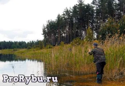 Ловля білого амура на пружину, про риболовлю - секрети риболовлі (ловля) Ловля білого амура на пружину, про риболовлю - секрети риболовлі
