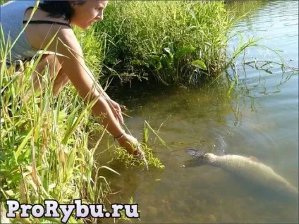 Ловля білого амура на пружину, про риболовлю - секрети риболовлі (білого) Ловля білого амура на пружину, про риболовлю - секрети риболовлі