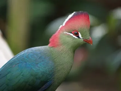 Лондонський зоопарк (london zoo) - історія експозиції тварини (експозиції) Лондонський зоопарк (london zoo) - історія експозиції тварини