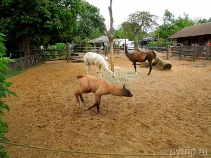Лондонський зоопарк - царство звірів в великобританії (london zoo) Лондонський зоопарк - царство звірів в великобританії