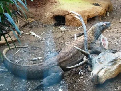 Лондонський зоопарк (london zoo) - історія експозиції тварини (експозиції) Лондонський зоопарк (london zoo) - історія експозиції тварини