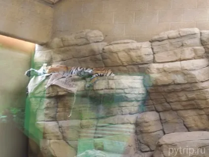 Лондонський зоопарк - царство звірів в великобританії (london zoo) Лондонський зоопарк - царство звірів в великобританії
