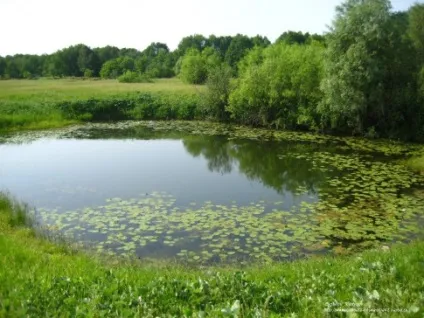 ловля коропа