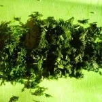 Салат з солоними огірками
