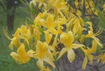 Рута (75 фото) опис, корисні властивості, розмноження, посадка і догляд, застосування, поради (корисні) Рута (75 фото) опис, корисні властивості, розмноження, посадка і догляд, застосування, поради