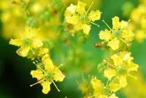 Рута (75 фото) опис, корисні властивості, розмноження, посадка і догляд, застосування, поради (рута) Рута (75 фото) опис, корисні властивості, розмноження, посадка і догляд, застосування, поради