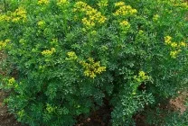 Рута (75 фото) опис, корисні властивості, розмноження, посадка і догляд, застосування, поради (догляд) Рута (75 фото) опис, корисні властивості, розмноження, посадка і догляд, застосування, поради