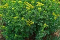 Рута (75 фото) опис, корисні властивості, розмноження, посадка і догляд, застосування, поради (фото) Рута (75 фото) опис, корисні властивості, розмноження, посадка і догляд, застосування, поради
