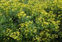 Рута (75 фото) опис, корисні властивості, розмноження, посадка і догляд, застосування, поради (догляд) Рута (75 фото) опис, корисні властивості, розмноження, посадка і догляд, застосування, поради