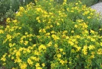 Рута (75 фото) опис, корисні властивості, розмноження, посадка і догляд, застосування, поради (корисні) Рута (75 фото) опис, корисні властивості, розмноження, посадка і догляд, застосування, поради