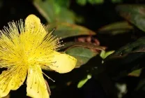Рута (75 фото) опис, корисні властивості, розмноження, посадка і догляд, застосування, поради (догляд) Рута (75 фото) опис, корисні властивості, розмноження, посадка і догляд, застосування, поради