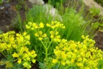 Рута (75 фото) опис, корисні властивості, розмноження, посадка і догляд, застосування, поради (фото) Рута (75 фото) опис, корисні властивості, розмноження, посадка і догляд, застосування, поради