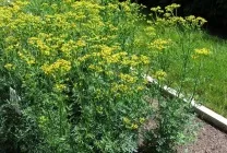 Рута (75 фото) опис, корисні властивості, розмноження, посадка і догляд, застосування, поради (фото) Рута (75 фото) опис, корисні властивості, розмноження, посадка і догляд, застосування, поради