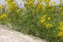 Рута (75 фото) опис, корисні властивості, розмноження, посадка і догляд, застосування, поради (опис) Рута (75 фото) опис, корисні властивості, розмноження, посадка і догляд, застосування, поради
