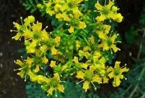 Рута (75 фото) опис, корисні властивості, розмноження, посадка і догляд, застосування, поради (догляд) Рута (75 фото) опис, корисні властивості, розмноження, посадка і догляд, застосування, поради