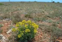 Рута (75 фото) опис, корисні властивості, розмноження, посадка і догляд, застосування, поради (рута) Рута (75 фото) опис, корисні властивості, розмноження, посадка і догляд, застосування, поради