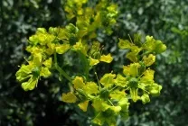 Рута (75 фото) опис, корисні властивості, розмноження, посадка і догляд, застосування, поради (фото) Рута (75 фото) опис, корисні властивості, розмноження, посадка і догляд, застосування, поради