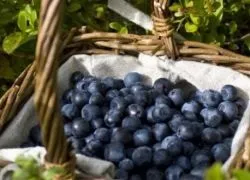 Санберрі - користь і шкода