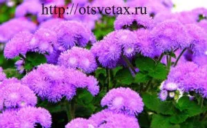 Садові квіти агератум вирощування і догляд в саду (садові) Садові квіти агератум вирощування і догляд в саду