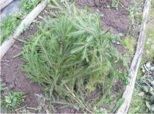 Садовий жовтець відео-інструкція по вирощуванню своїми руками, особливо посадки, догляду, фото (жовтець) Садовий жовтець відео-інструкція по вирощуванню своїми руками, особливо посадки, догляду, фото