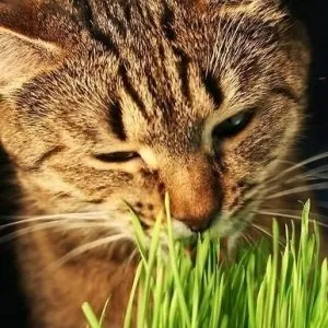 Блювота у кота причини і лікування (причини) Блювота у кота причини і лікування