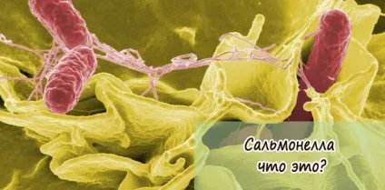 Сальмонела що це, види, класифікація, фото, коли гине (види) Сальмонела що це, види, класифікація, фото, коли гине