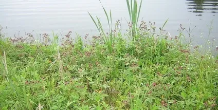 Шабельник болотний лікувальні властивості і застосування (можна купити аптеці) Шабельник болотний лікувальні властивості і застосування