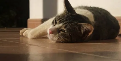 Блювота у кота причини і лікування (причини) Блювота у кота причини і лікування