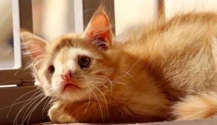 Самий негарний кошеня нарешті знайшов притулок! (Притулок) Самий негарний кошеня нарешті знайшов притулок!