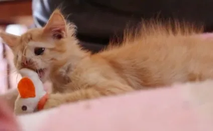 Самий негарний кошеня нарешті знайшов притулок! (Кошеня) Самий негарний кошеня нарешті знайшов притулок!